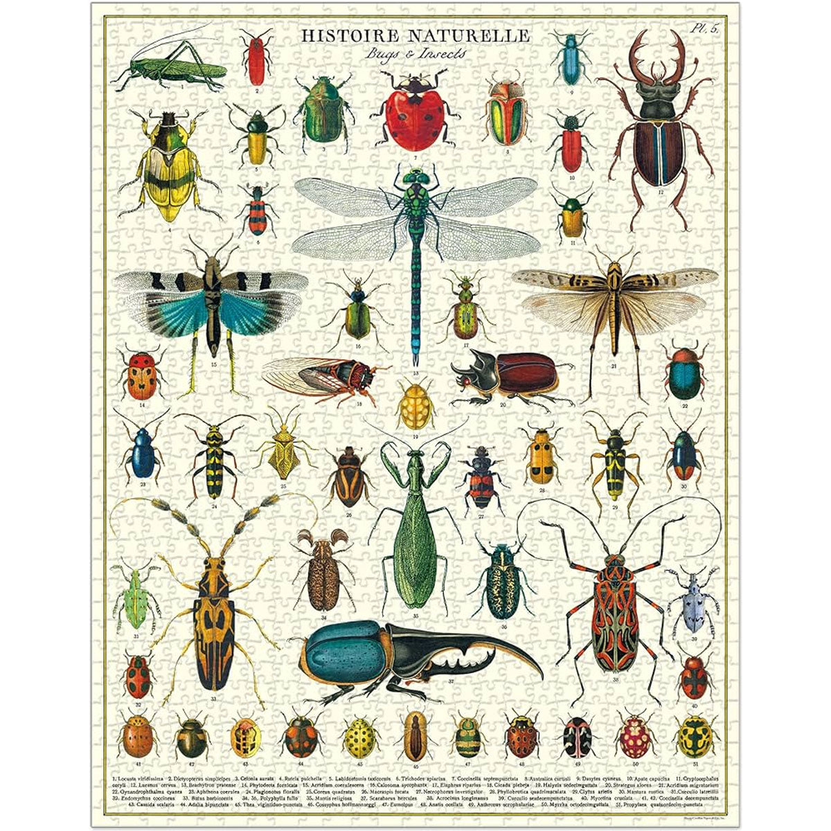 Rompecabezas Bugs & Insects 1000 Pieces