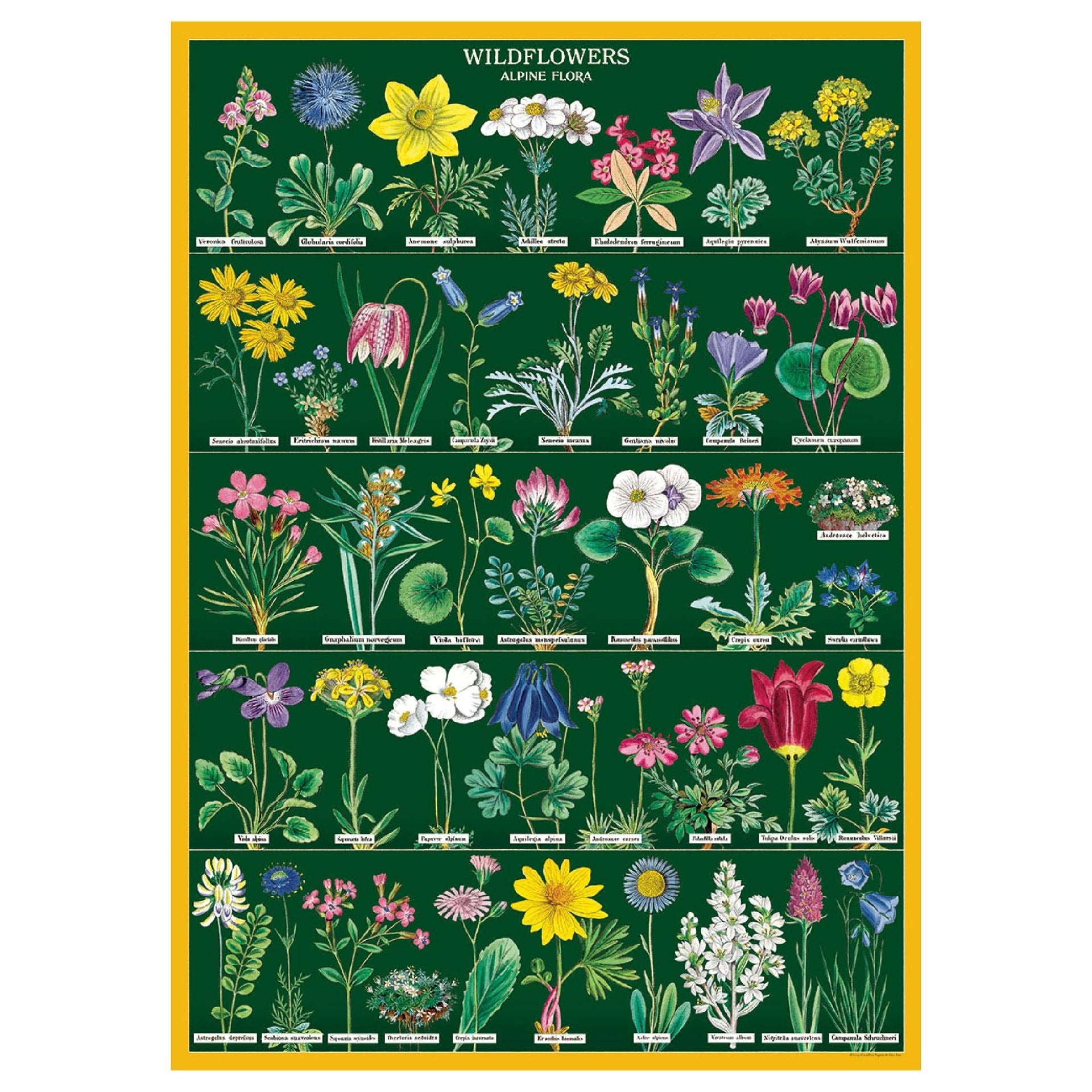 Póster decorativo en papel italiano Wildflowers 2
