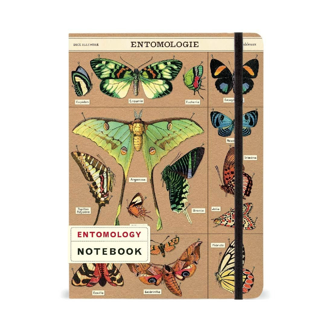 Libreta Grande Entomology