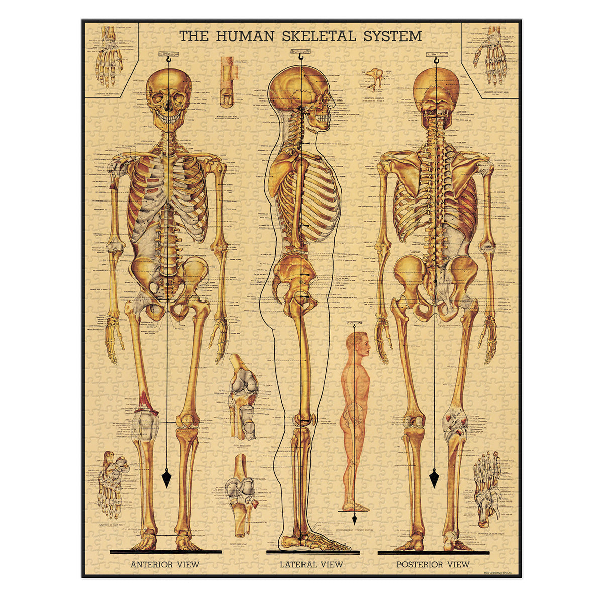 Rompecabezas Skeletal System
