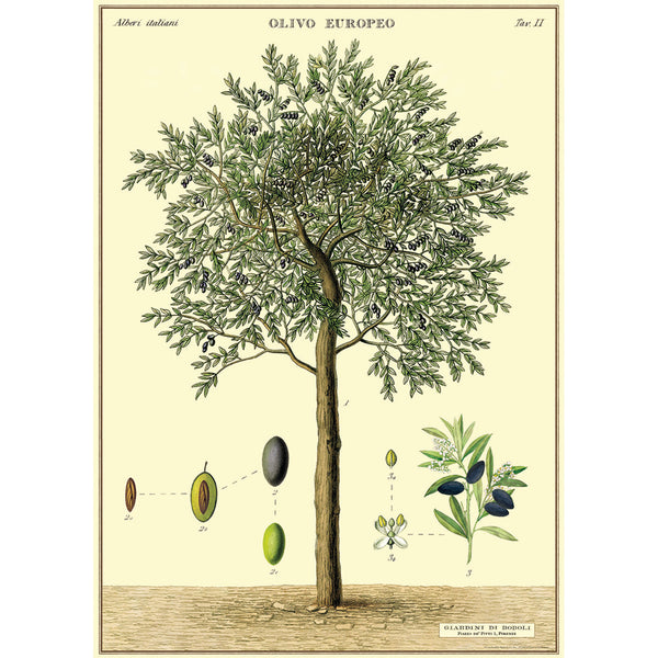 Póster decorativo en papel italiano Olive Tree
