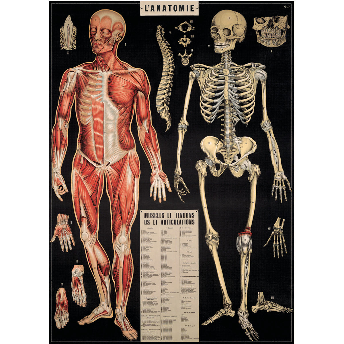 Póster decorativo en papel italiano L´anatomie