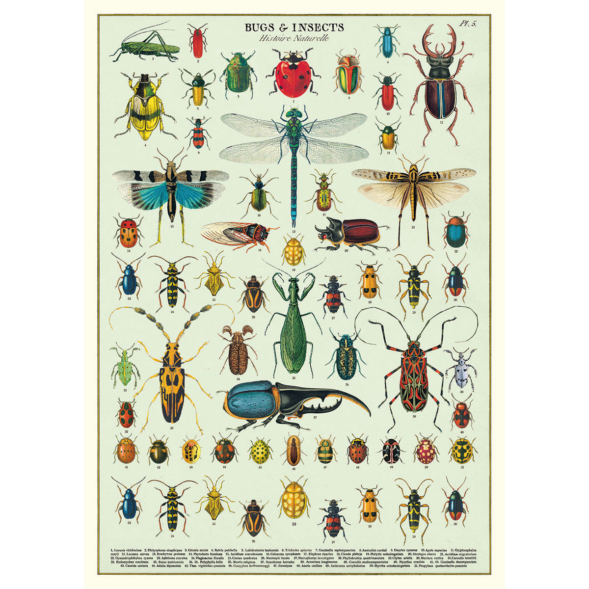 Estilete Insectos P√≥ster decorativo en papel italiano Bugs & Insects – Art Et Papier