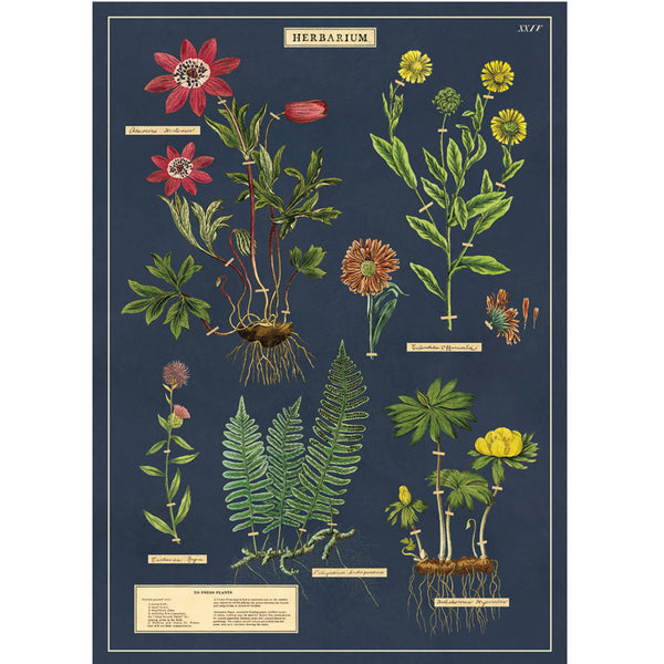 Póster decorativo en papel italiano Herbarium