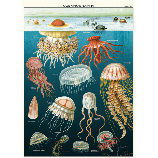 Póster decorativo en papel italiano Jellyfish Oceanography