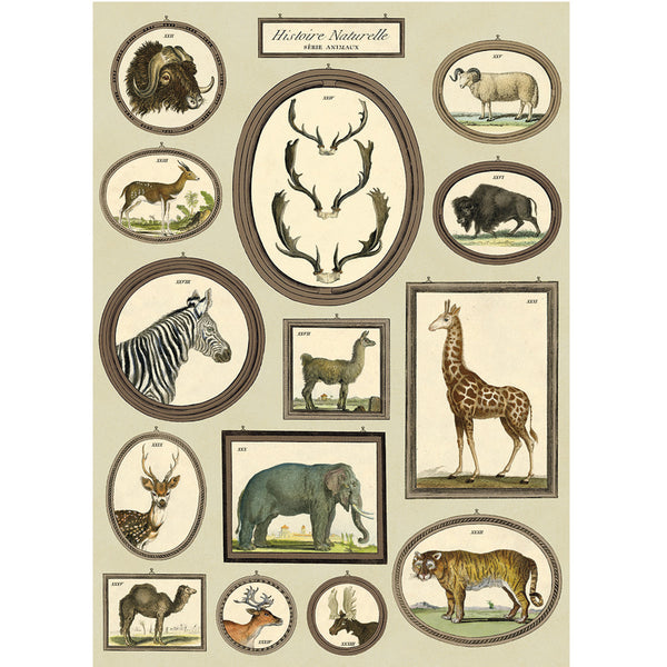 Póster decorativo en papel italiano Natural History Animals