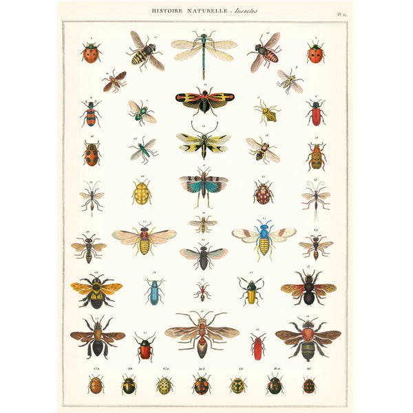 Póster decorativo en papel italiano Natural History Insects