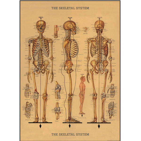 Póster decorativo en papel italiano Skeleton