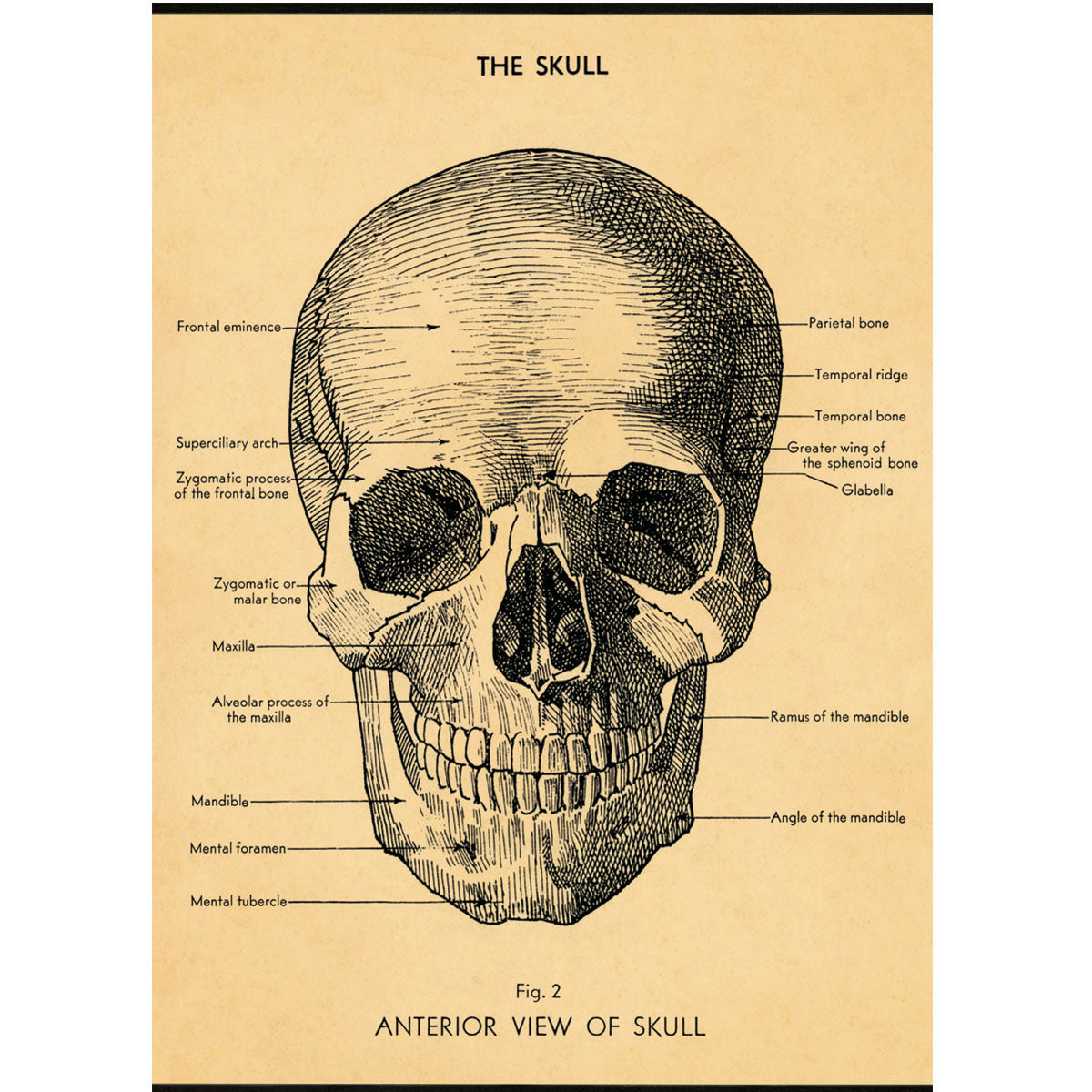 Póster decorativo en papel italiano The Skull