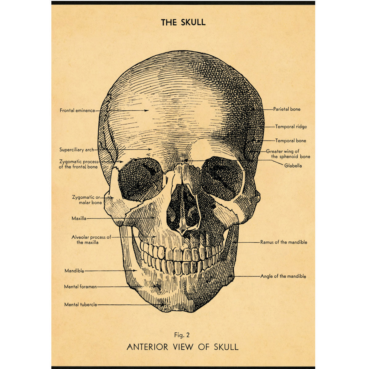 Papel Decorativo The Skull