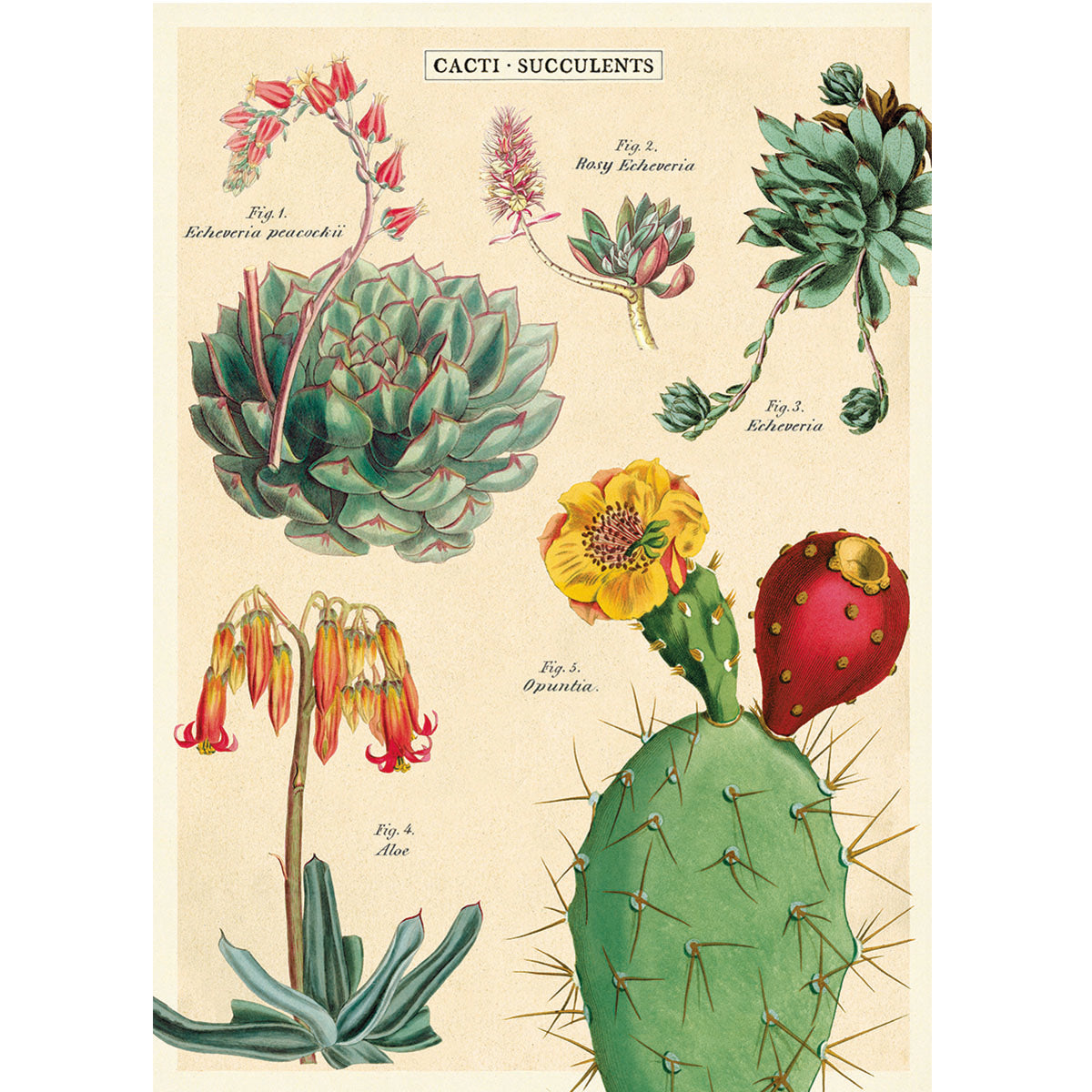 Papel Decorativo Cacti & Succulents 2