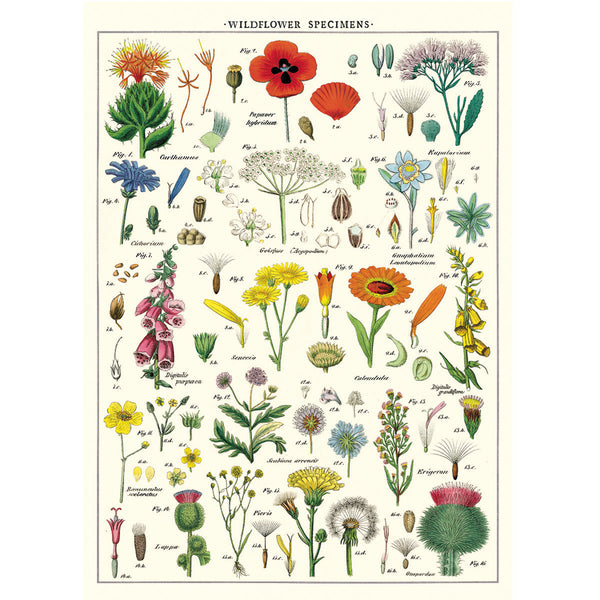 Póster decorativo en papel italiano Wildflowers