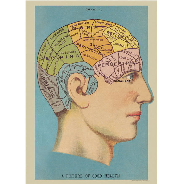 Póster decorativo en papel italiano Phrenology
